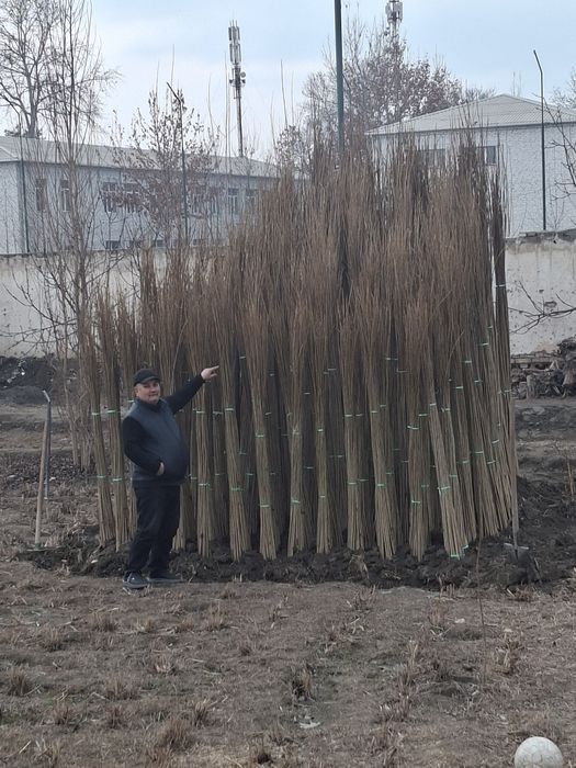 Terak kochatlar optim