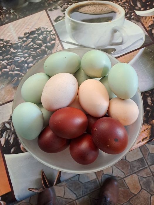 Ouă de incubat, Araucana argintiu, Marans negru arămiu si Australorp