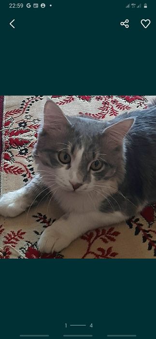 Отдам в добрые руки