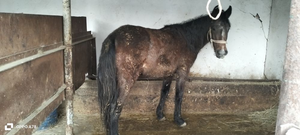 Кунан сатлады...