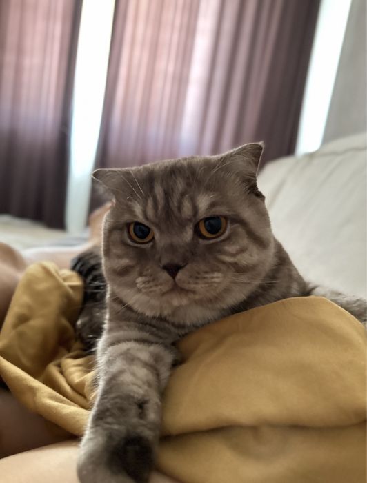 Шотландский вислоухий кот ………………………….