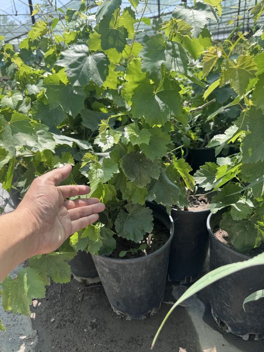 Аватар  виноград.