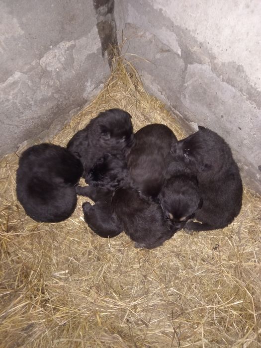 Щенки немецкой овчарки
