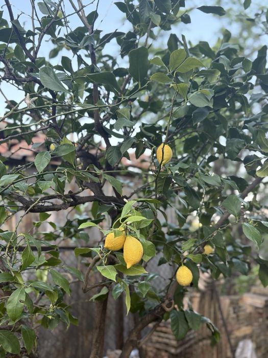 Дърво Лимон в саксия