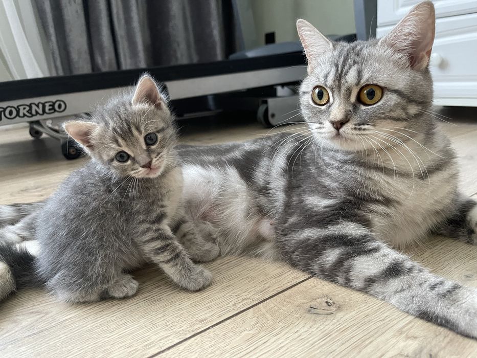 Продается породистый котенок