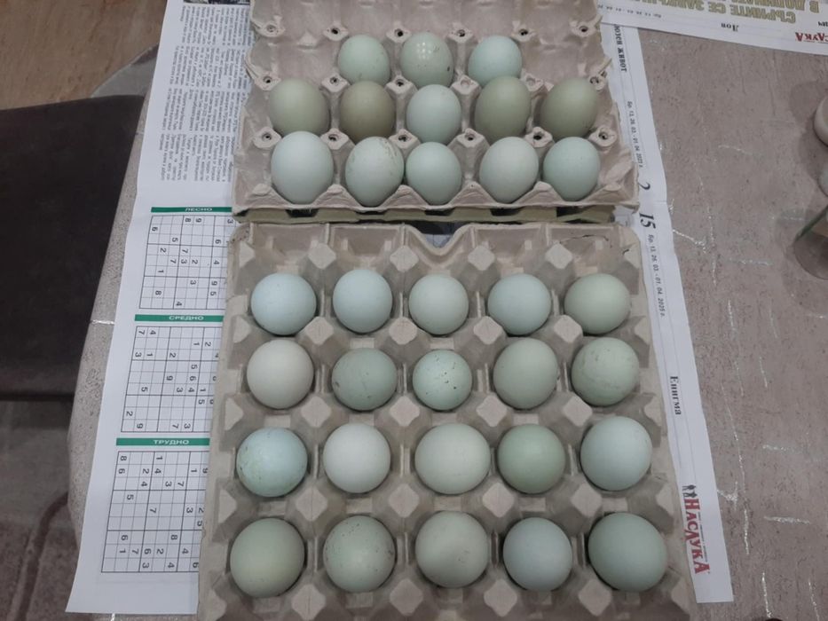 Продавам пилета Амераукана 16дневни