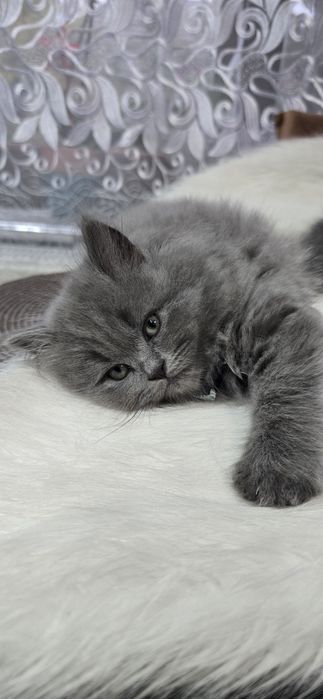 Pisica British Blue