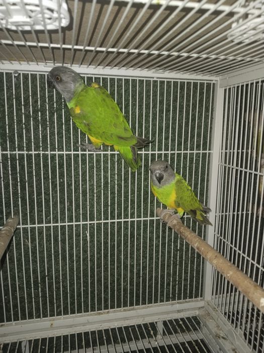 Птицы разные виды