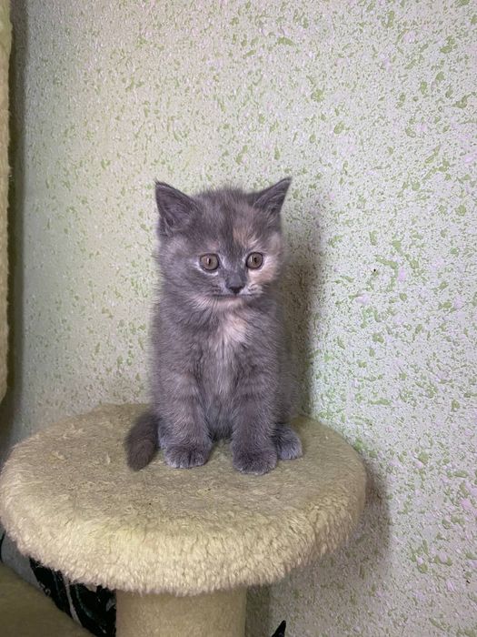 mushuk sotiladi skotch stryad toza qon