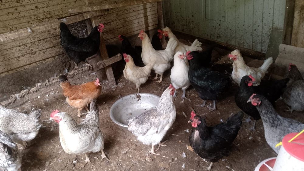 Продам кур несушек