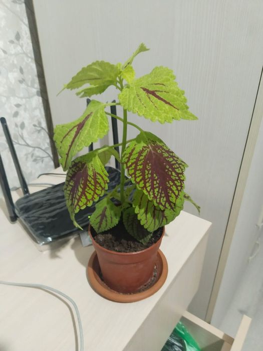 Продам комнатные цветы