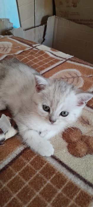 Британские котята