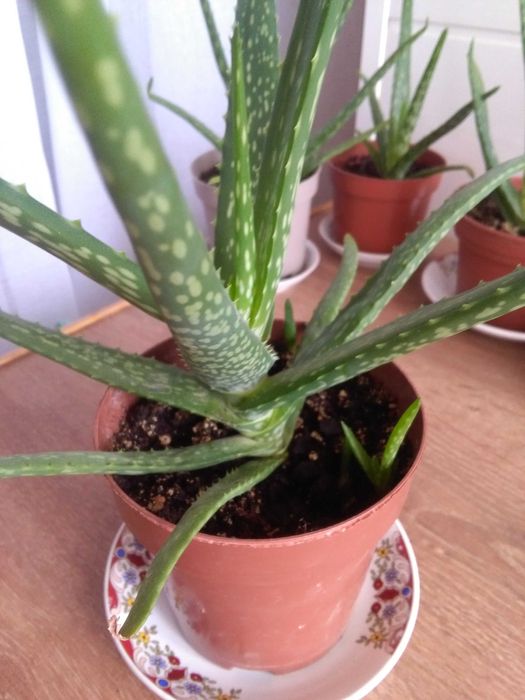 Алоэ - Вера.. Алоэ