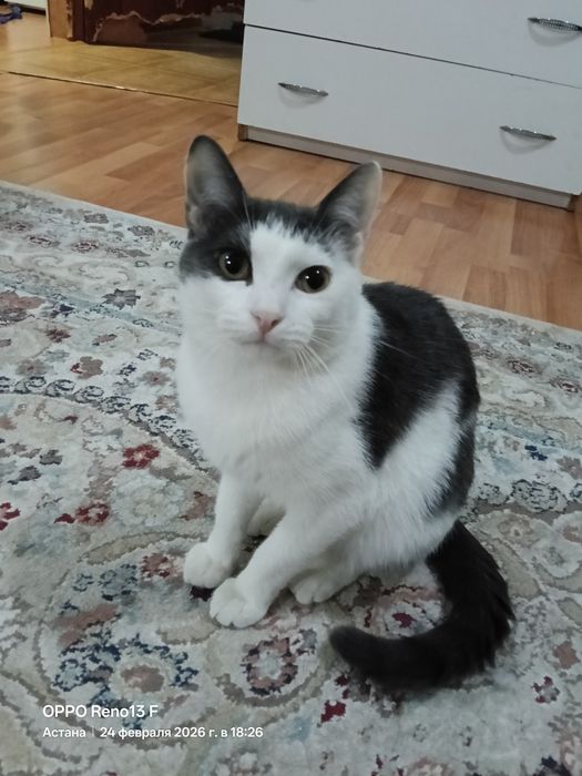Отдам в добрые руки кота