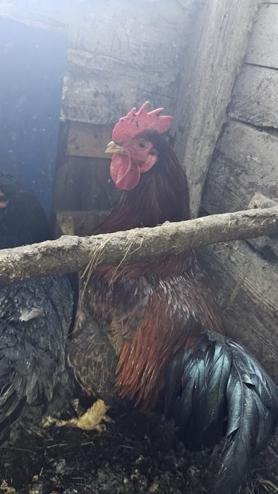 Продаётся двухгодовалый петух