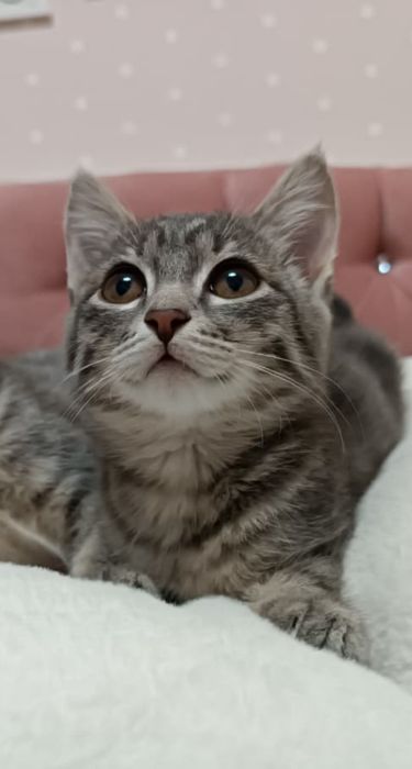 Котенок ищет дом