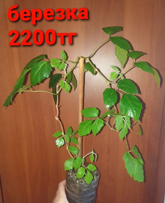 Комнатные растения