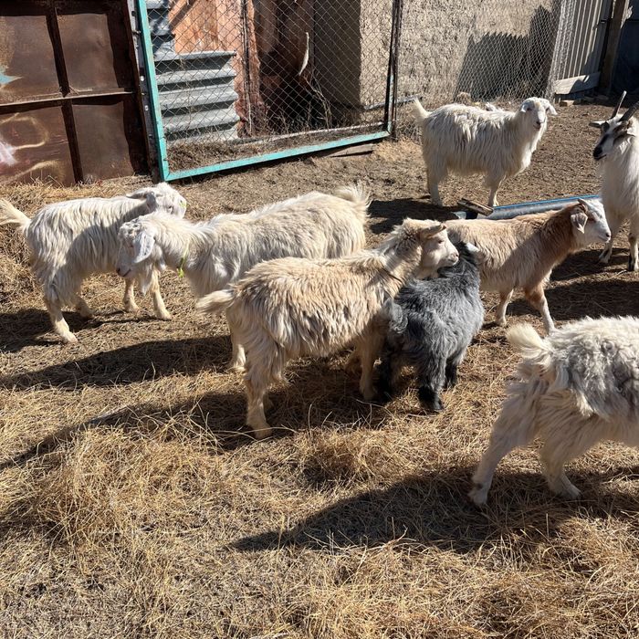 Ешкілер сатылады