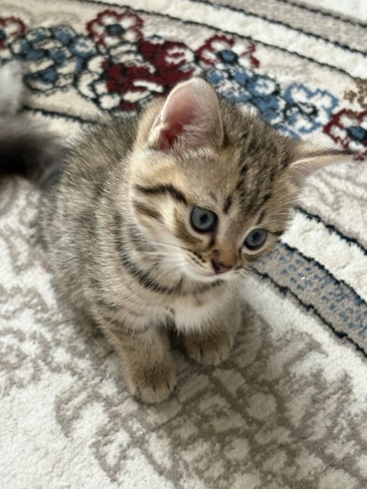 Продается котенок смесь шиншиллы и сибирской