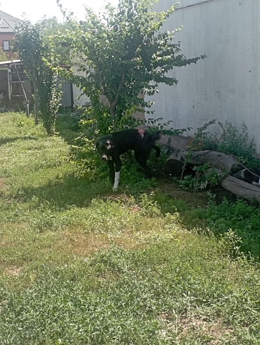 САО Бойка будущий чем.