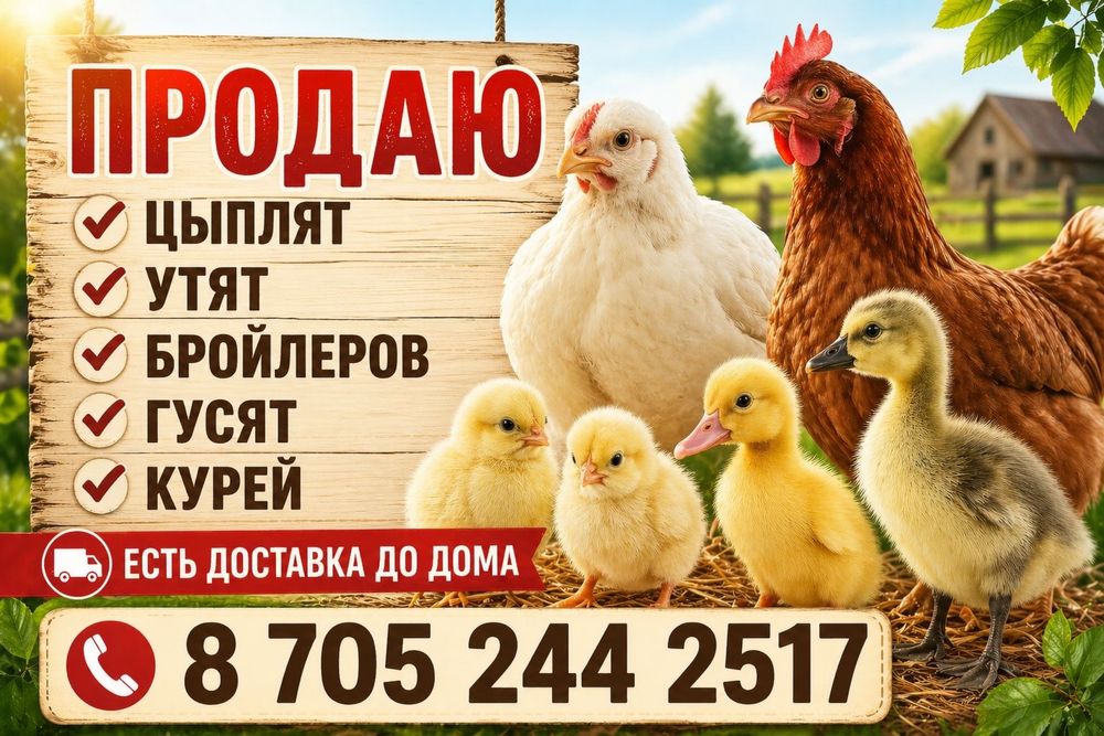 Продам утят пекинских