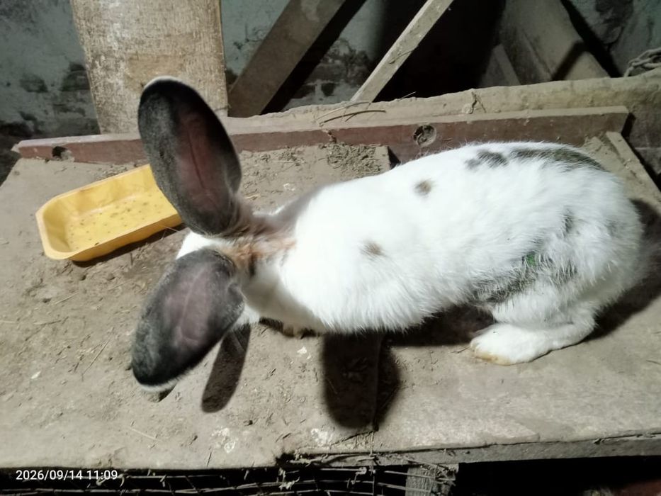 Продам кролей на разведение