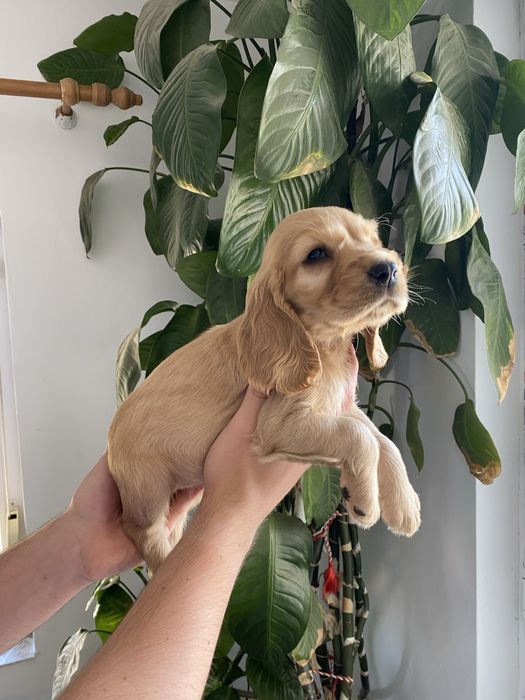 Cocker Spaniel fetita