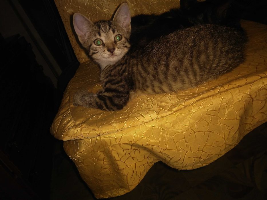 Отдам котят бесплатно