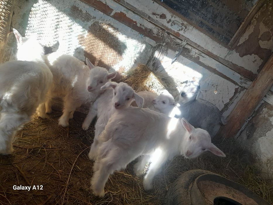 Занен лактар сатылады