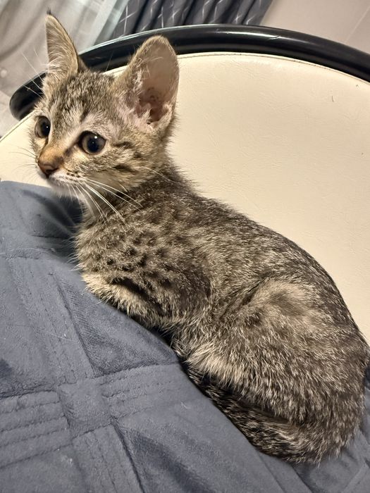 Отдам котенка в добрые руки