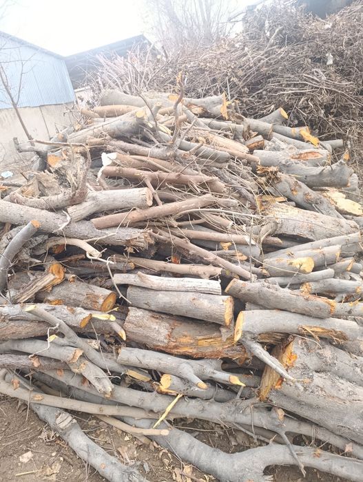 Тароша сотилади утин урик олма бехи