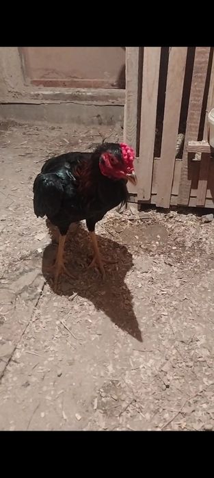 Дакан майский 35 мын