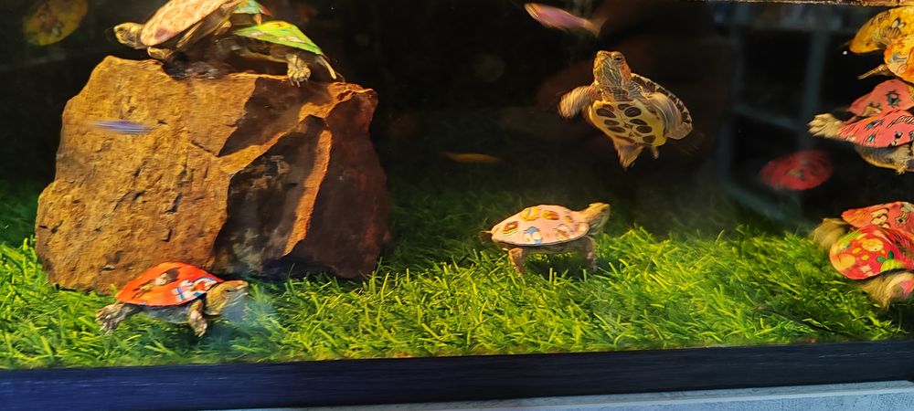 Красноухое черепаха