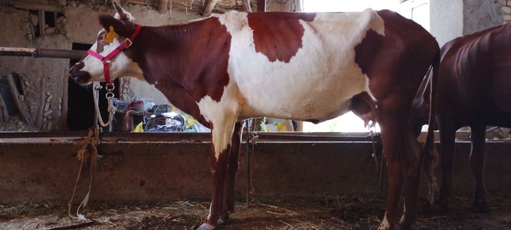 Ona bola sigir sotiladi kafolati bilan