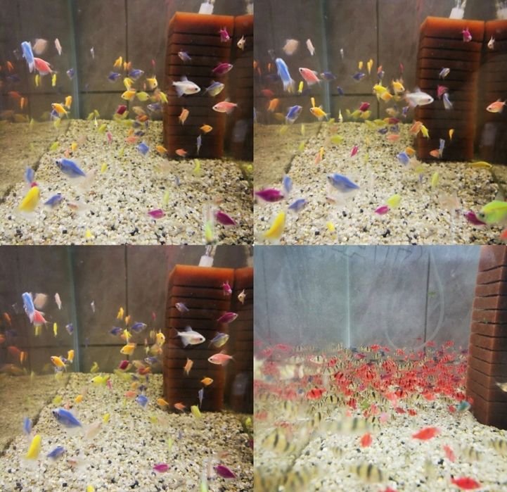 Vietăți              .