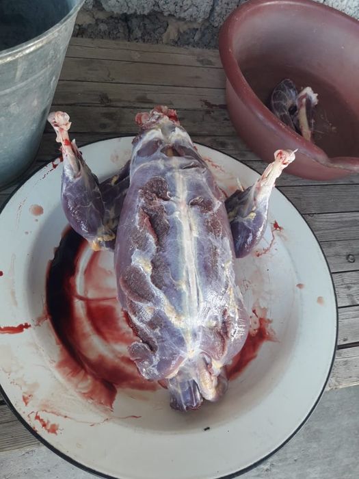 Аналықтары бар майда балдары бар