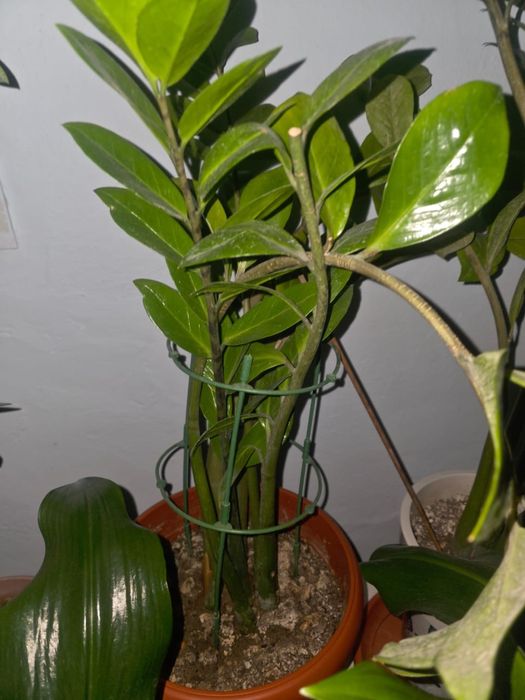 Цветы комнатные срочно