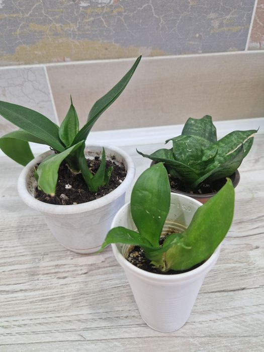 Продам цветы комнатные