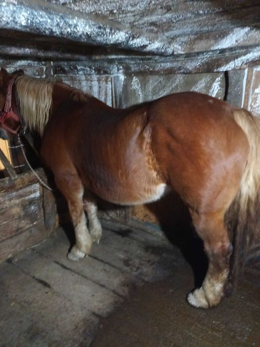 Iapă de vânzare de 14 ani