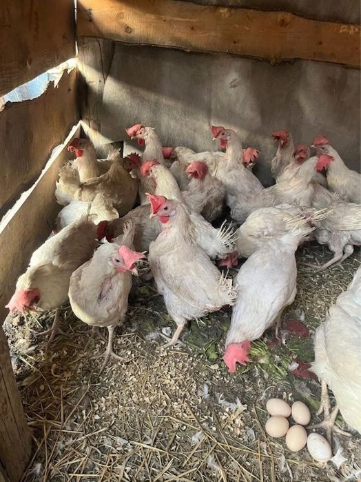 Продаются куры несушки,НЕДОРОГО!