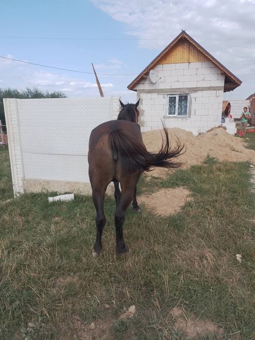 Iapa de vânzare de 9ani
