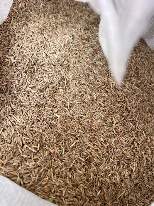 Samanta iarba(lolium) de vanzare,mazariche,mustar,trifoi,sulfina,lupin