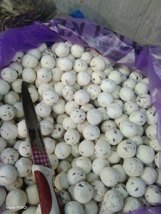 Таза қолдың құрты