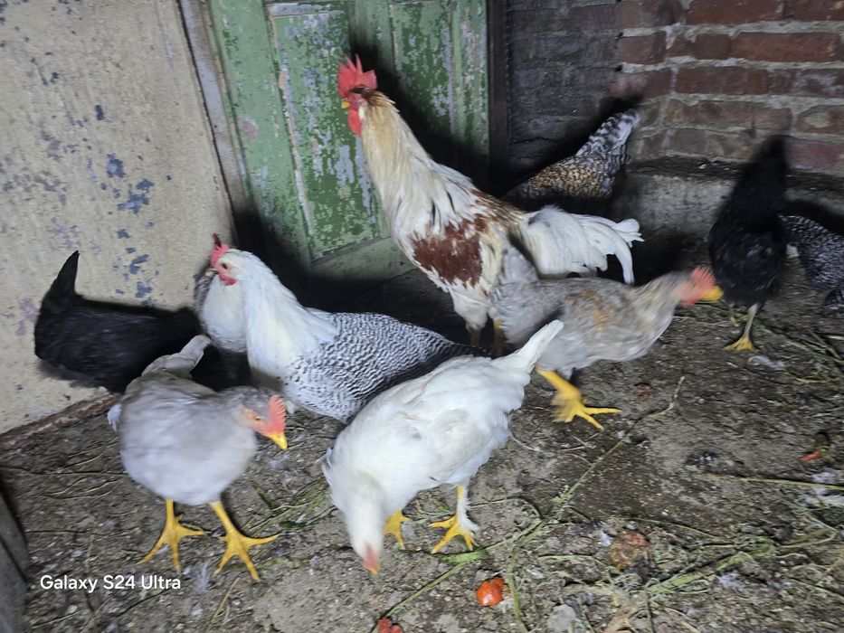 Млади селски петли