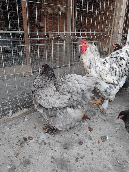 Brahma albastru 2024