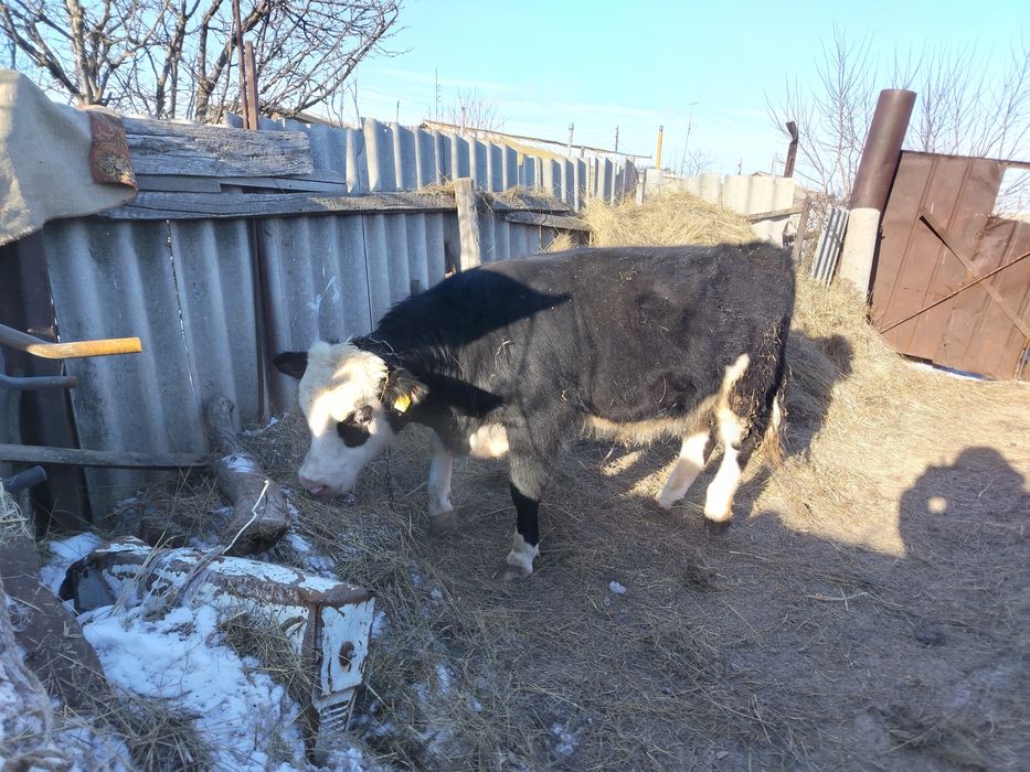 Продам два бычка откорм