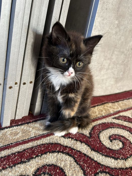 В добрые руки отдам котенка