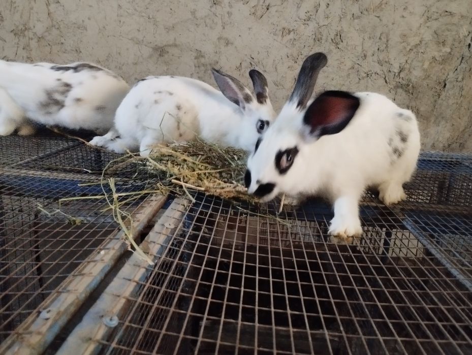 Хонаки куёнлар сотилади