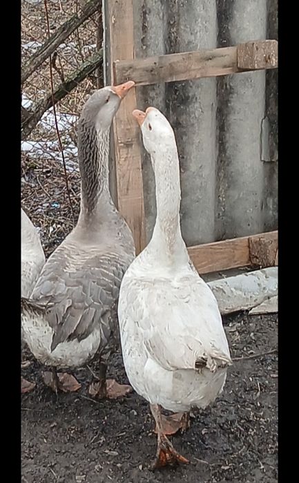 Vând 2 gâscani unul alb și unul Toulouse