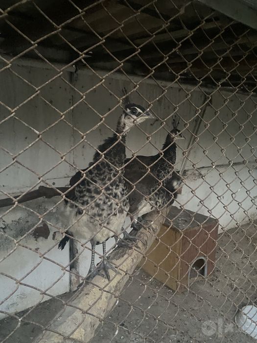 Павлины  по 6 месяцев